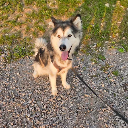 Appartement Gemuetliches 